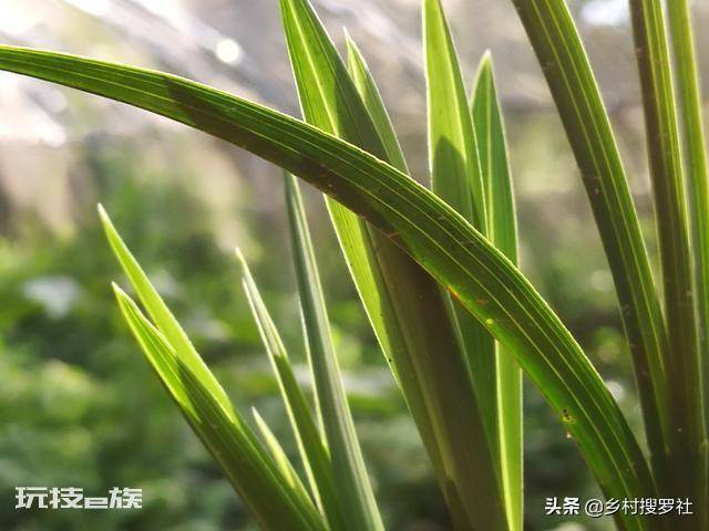 兰花要晒太阳吗(平时兰花晒太阳好还是不晒太阳好)-图片7
